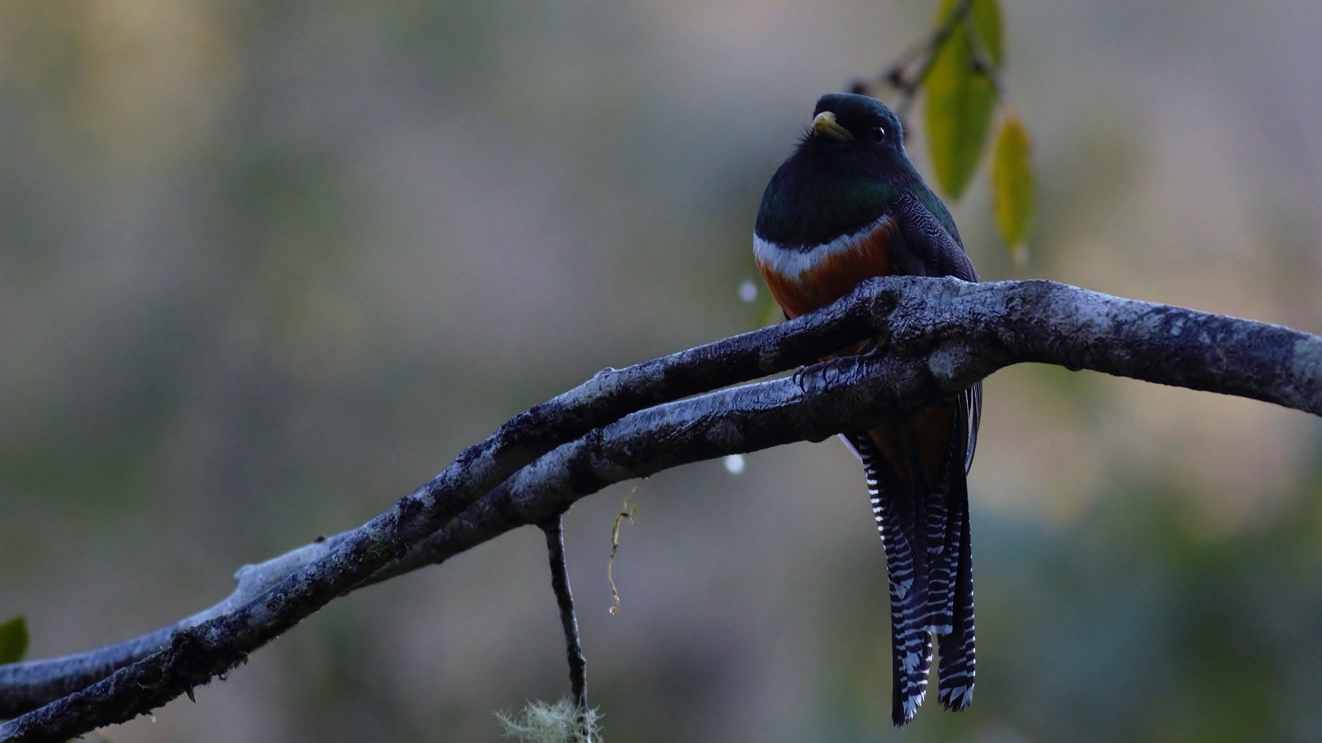 Collared Trogon — Ana fotoğraf